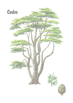 Salomon_03